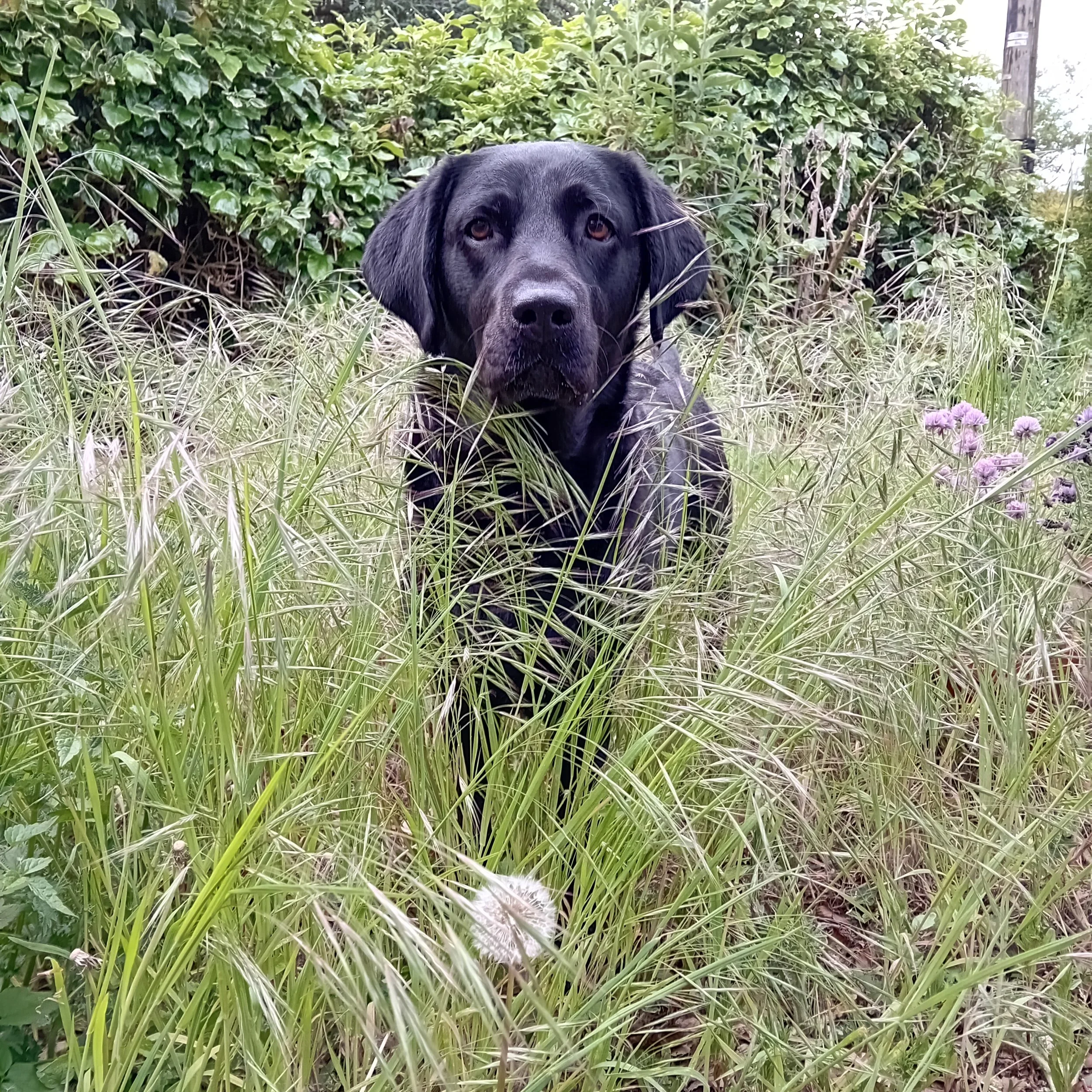 violet grass.jpg