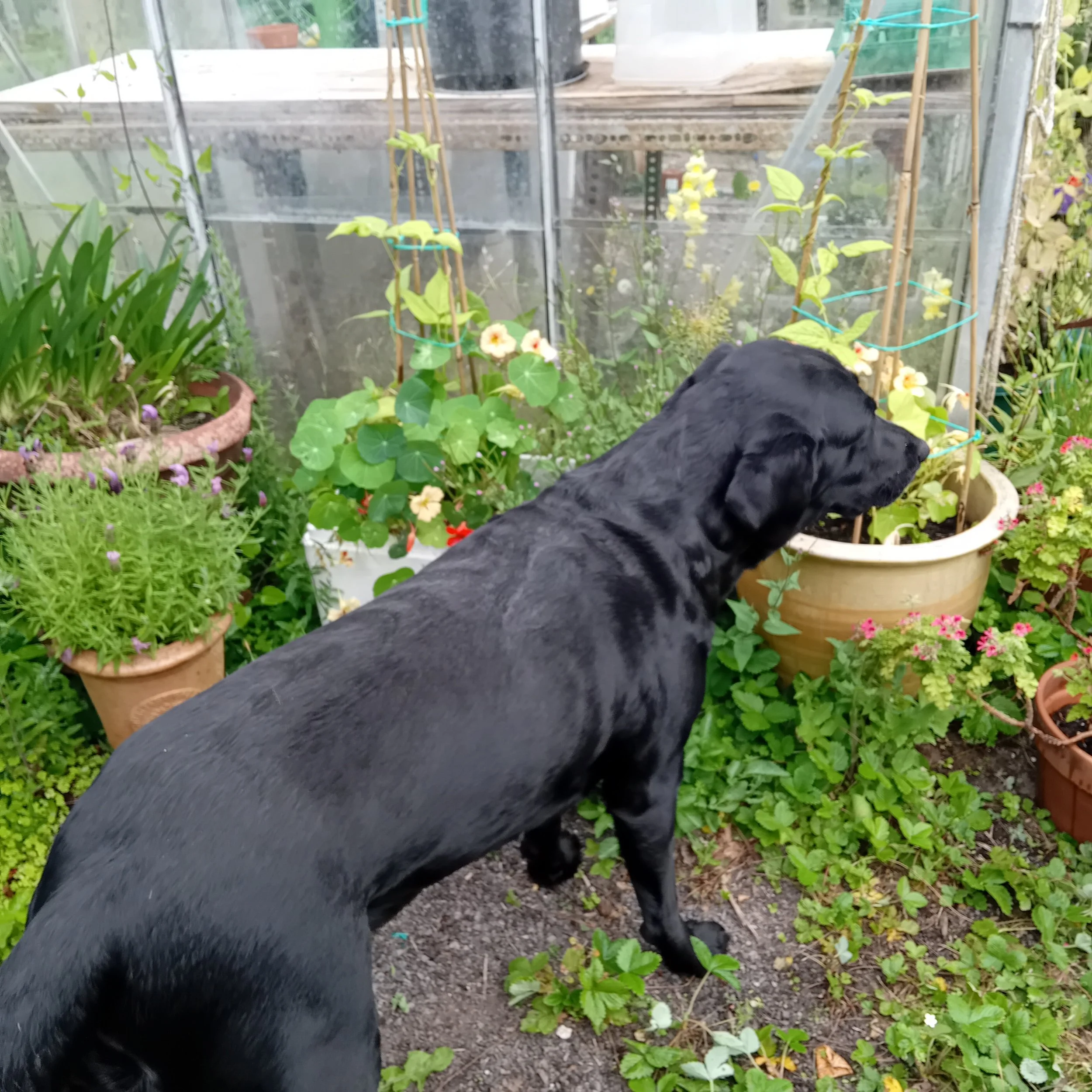 HERBS IN POTS VI.jpg
