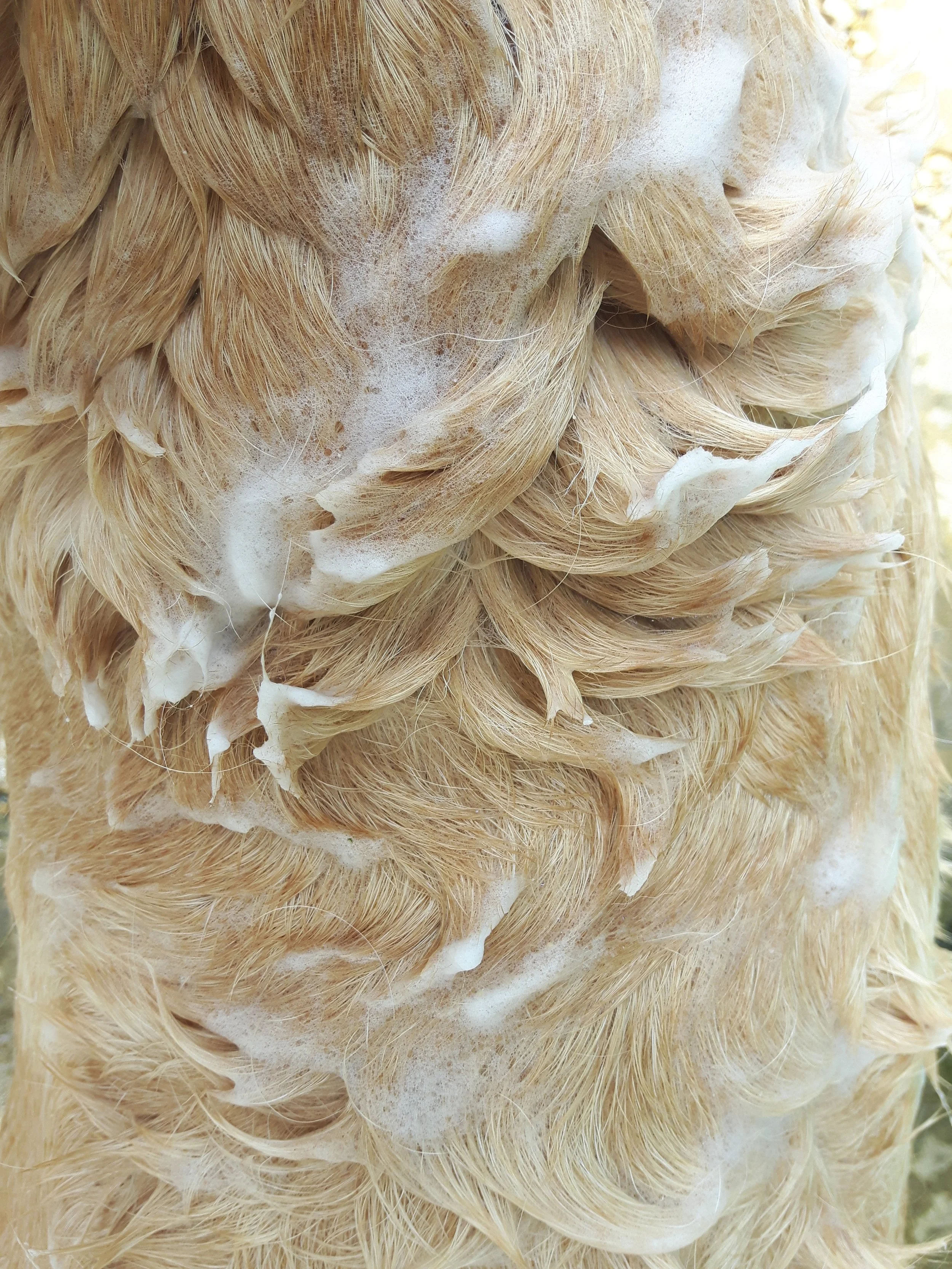 DOG SOAP LATHER.jpg