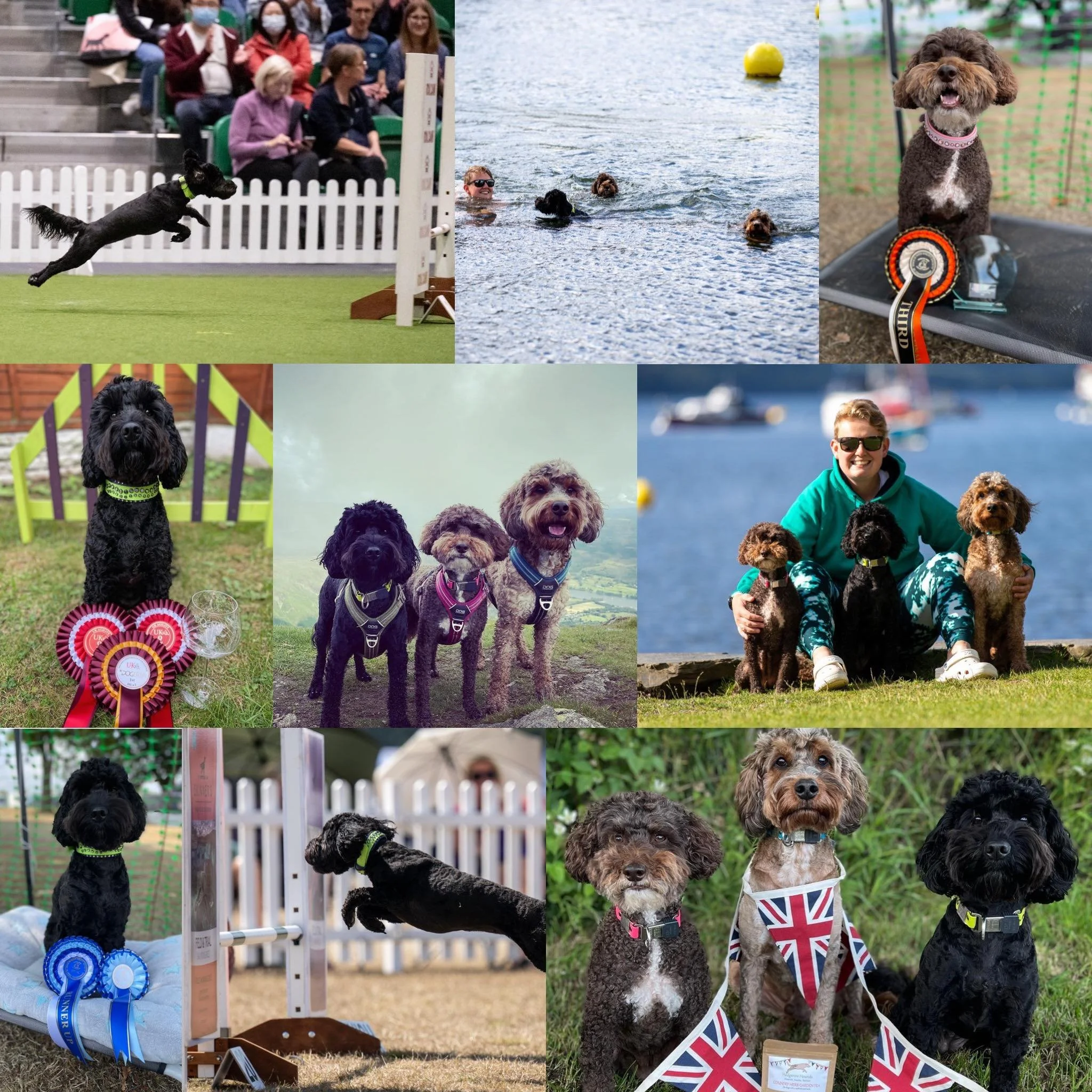 Agility Season with Team Cockapoo — Hedgerow Hounds Holistic Dog Care Products