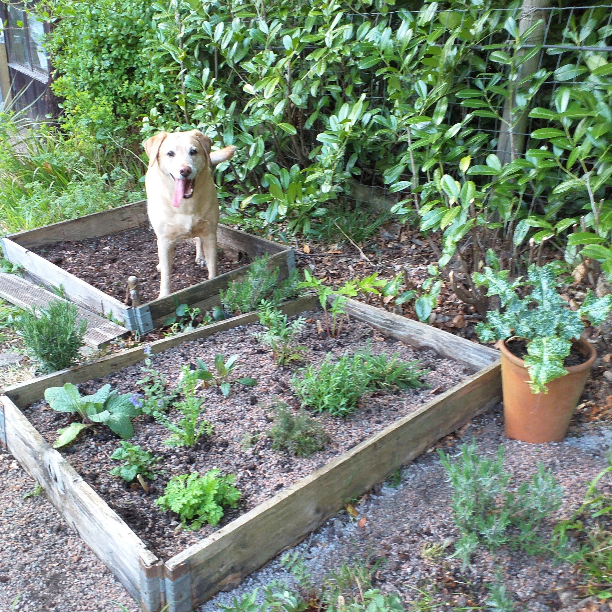 herb garden.jpg