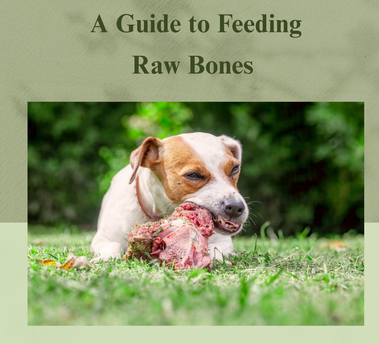 E-Book - A Guide To Feeding Raw Bones