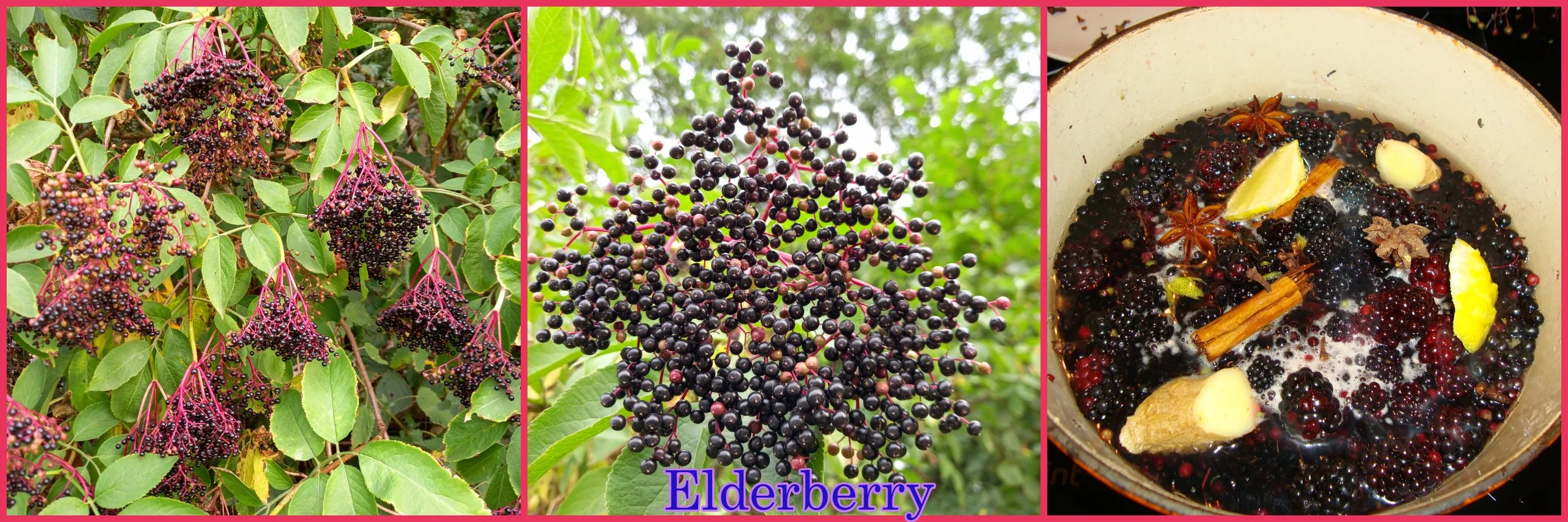 Elderberry Cordial — Hedgerow Hounds | Holistic Dog Care Products