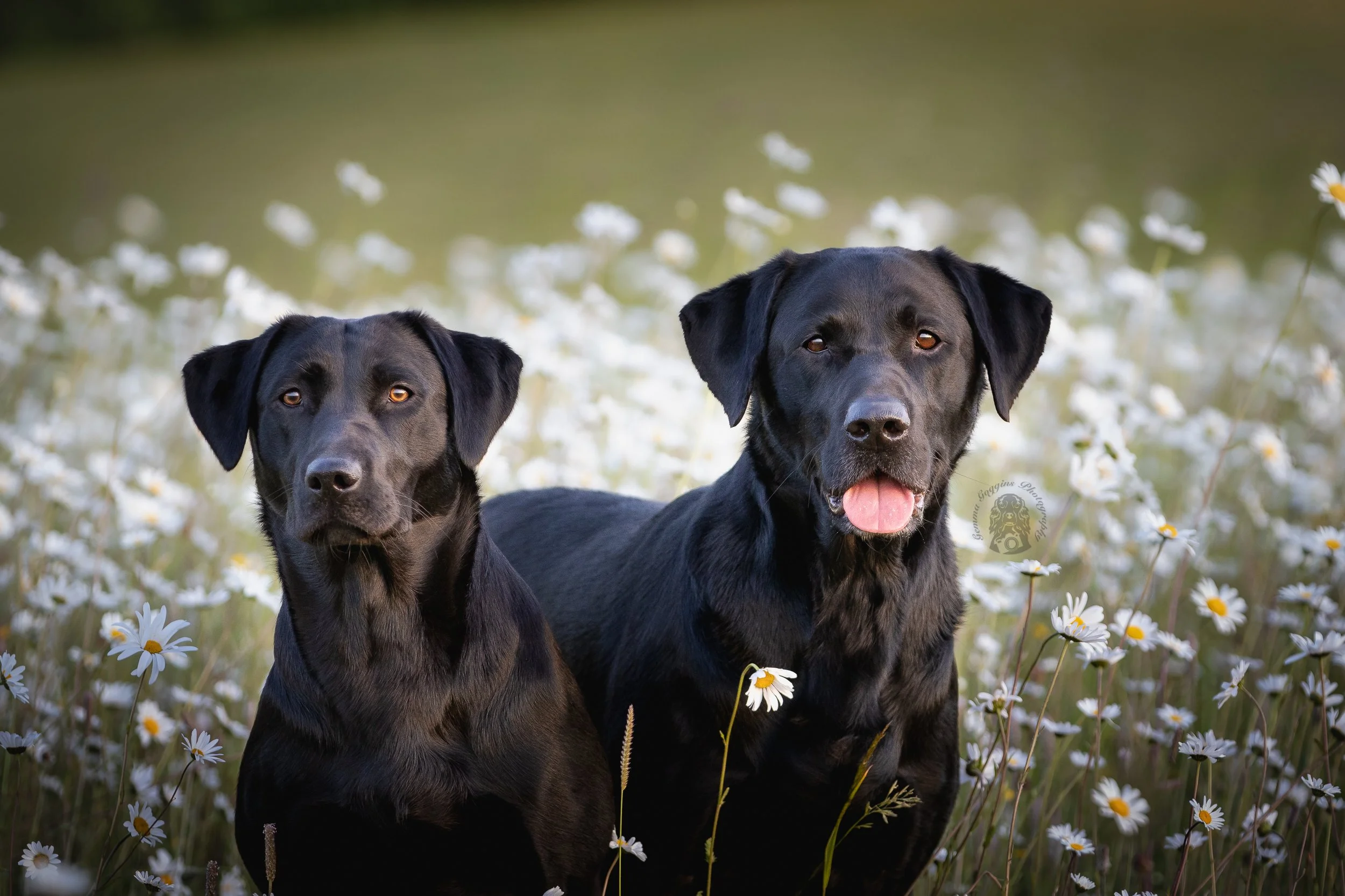 Black Labs in daisys.jpg