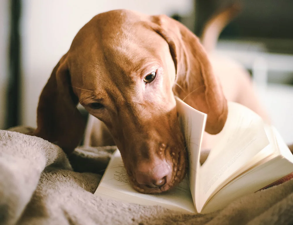 Newsletter Barcelona & Basel