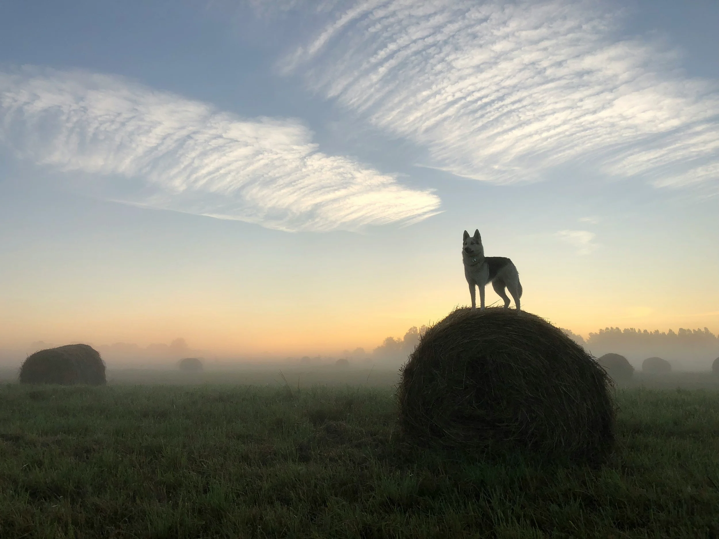 Lone Wolf or Pack Animal - which are you?