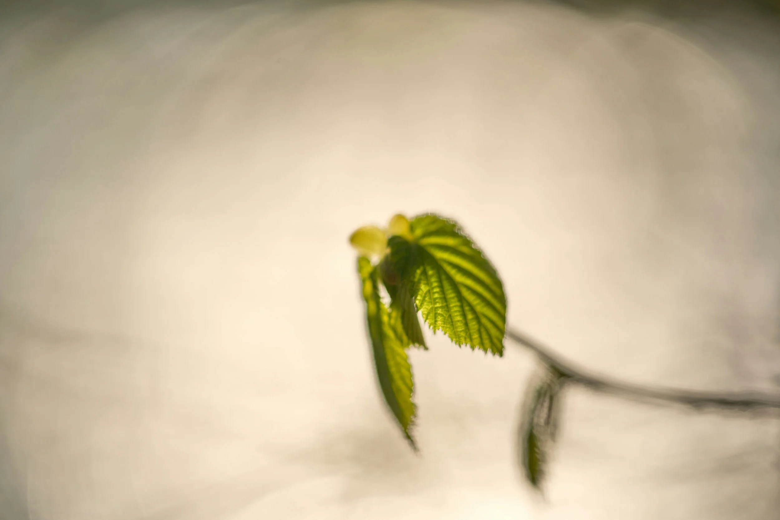 Wintering - the phase before growth