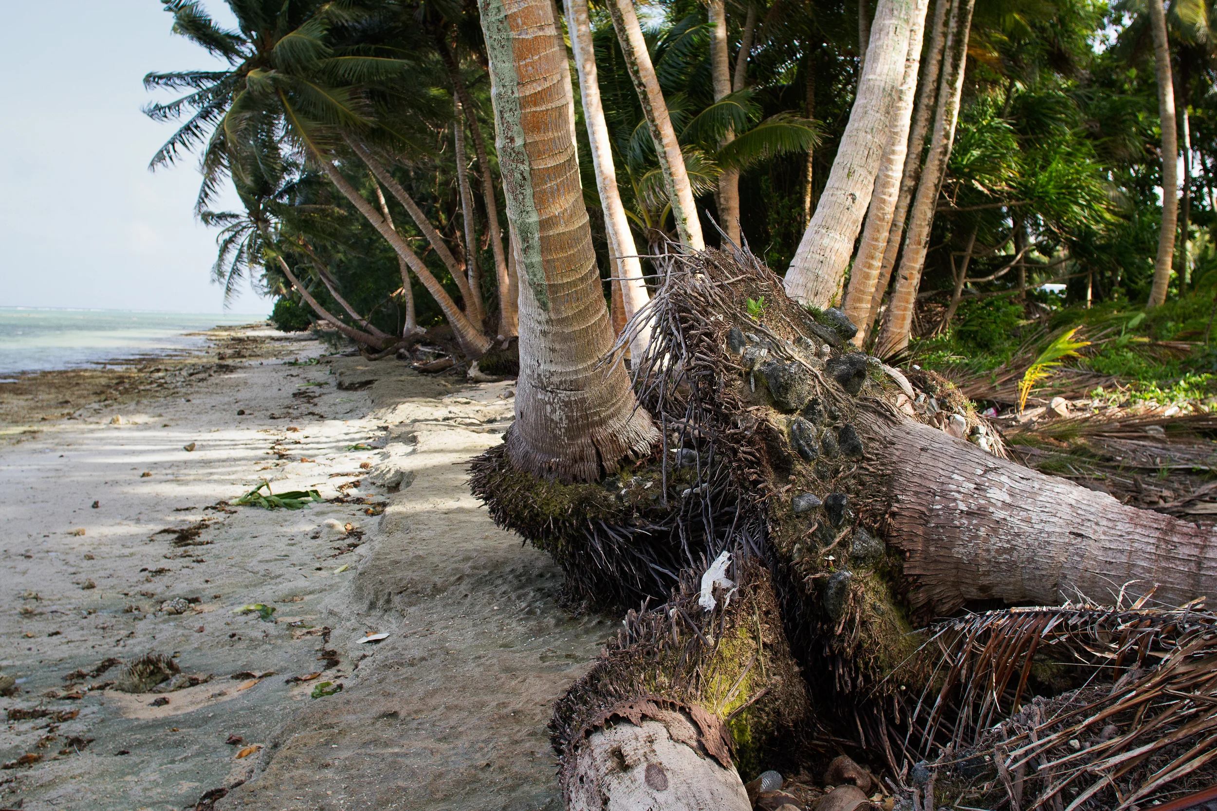 The beach in Ajeltake, Majuro has visibly washed away in recent times to reveal the rock shelf below. As the beaches wash away more and more, the ocean encroaches further inland, killing palm trees, crops and other vegetation.