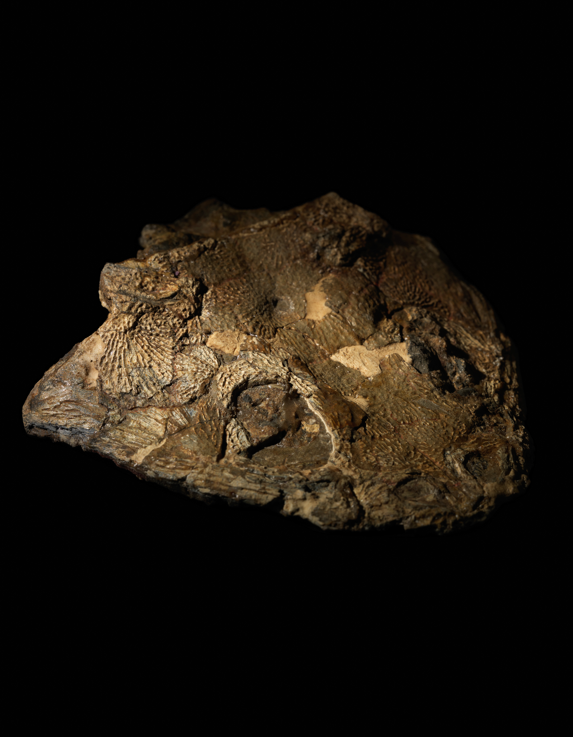 Banksia townrowi c. 300 million years BCE Part of the UTAS collection