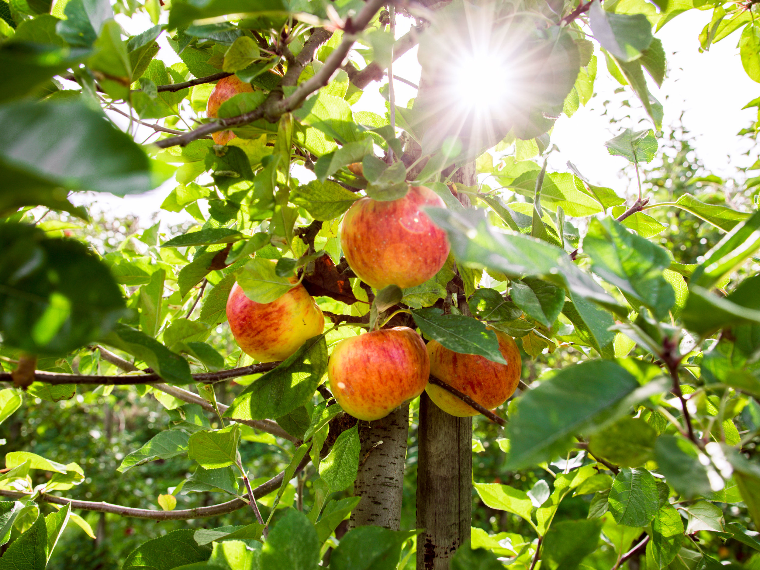 Apple Orchard 2017-3.jpg