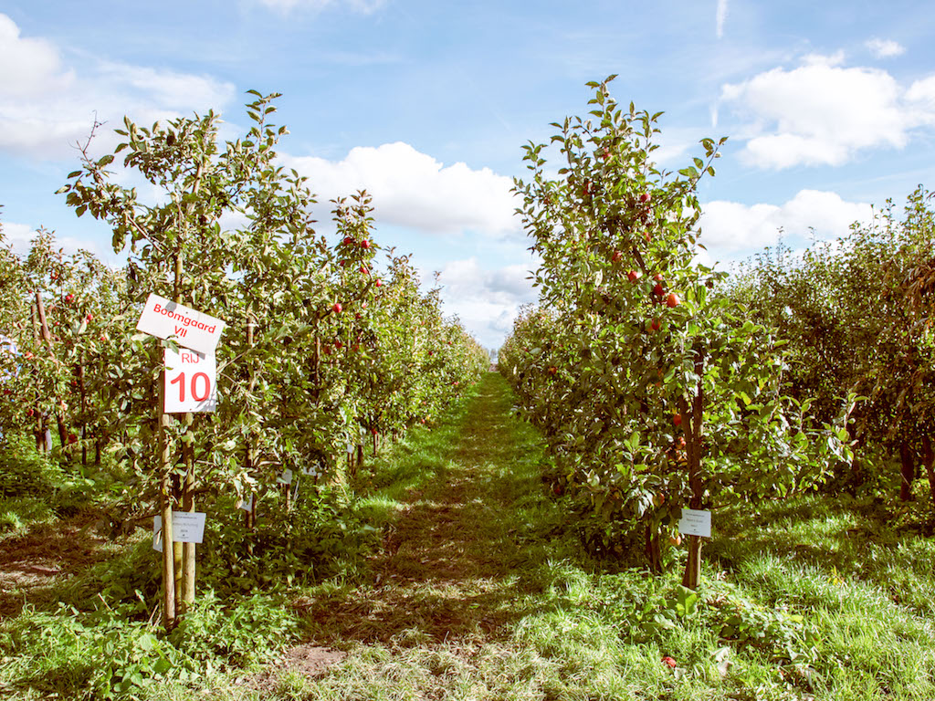 Apple Orchard 2017-16.jpg