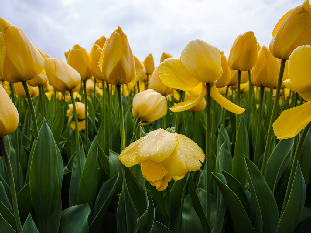 Lily-Heaton-Tulips-2018-9.jpg