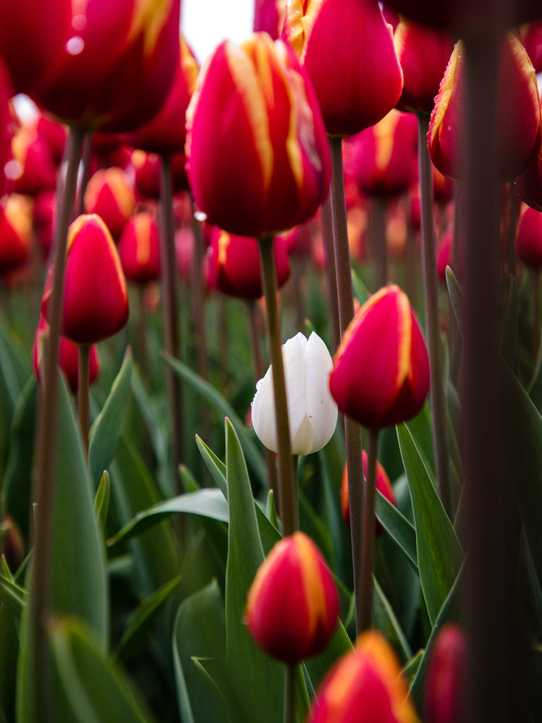 Lily-Heaton-Tulips-2018-7.jpg