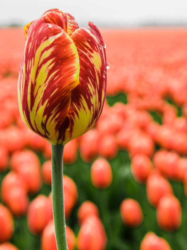 Lily-Heaton-Tulips-2018-11.jpg