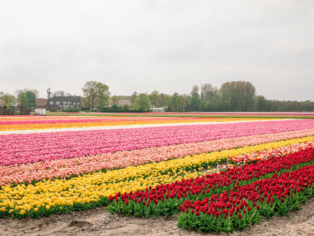 Lily-Heaton-Tulips-2018-36.jpg