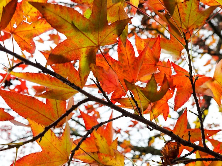 LilyWanderlust-LateAutumn-6.jpg