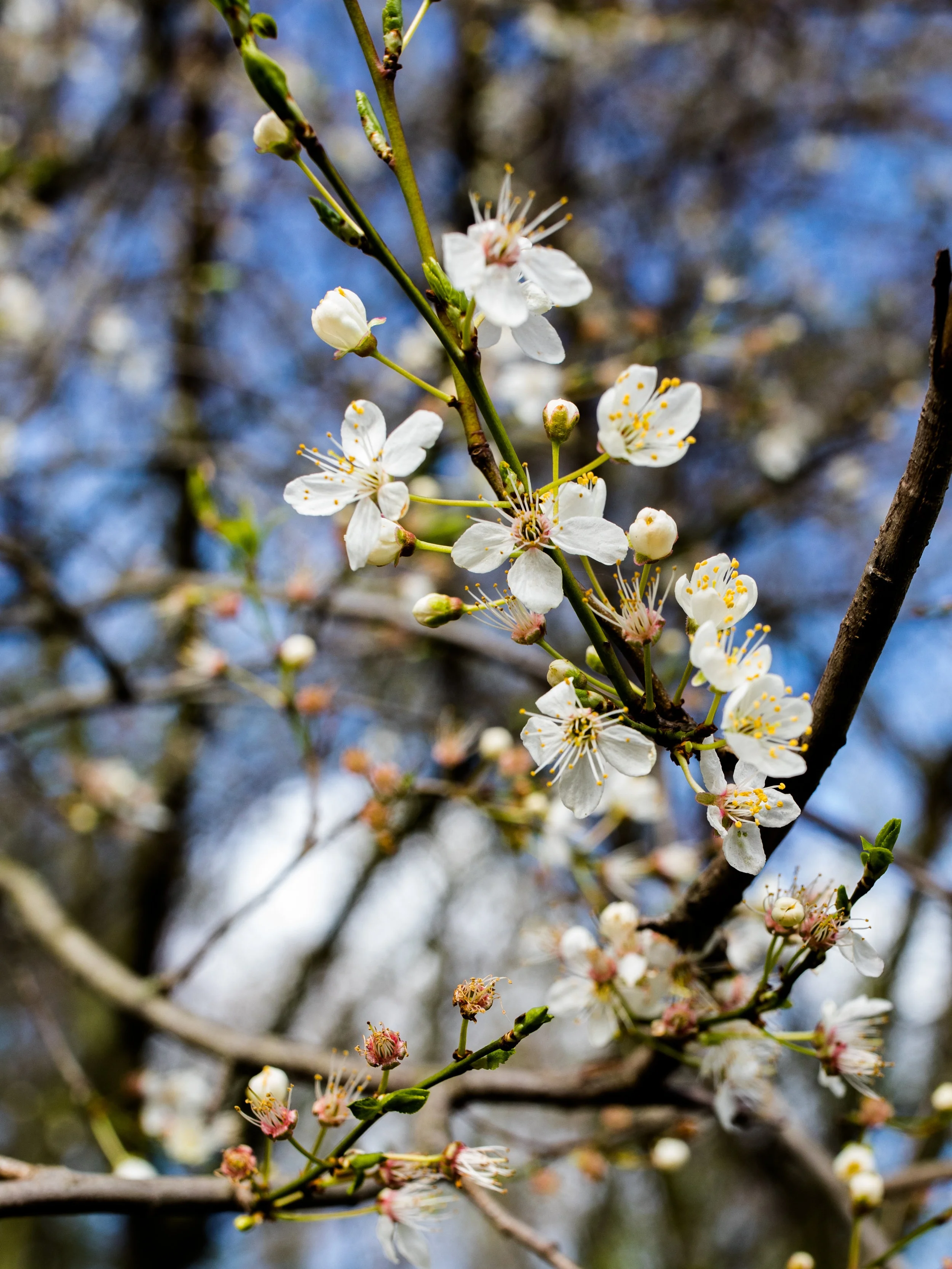 Amsterdam+Vondelpark+Spring+Cherry+Blossoms+2019+%C2%A9+Lily+Heaton-24.jpg