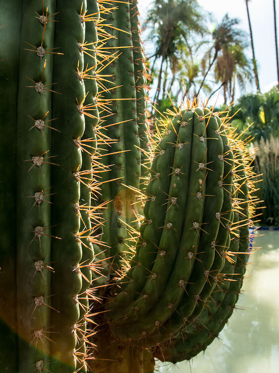 marrakesh-jardin-majorelle-2017-©LilyHeaton-Jardin-Majorelle-21.jpg