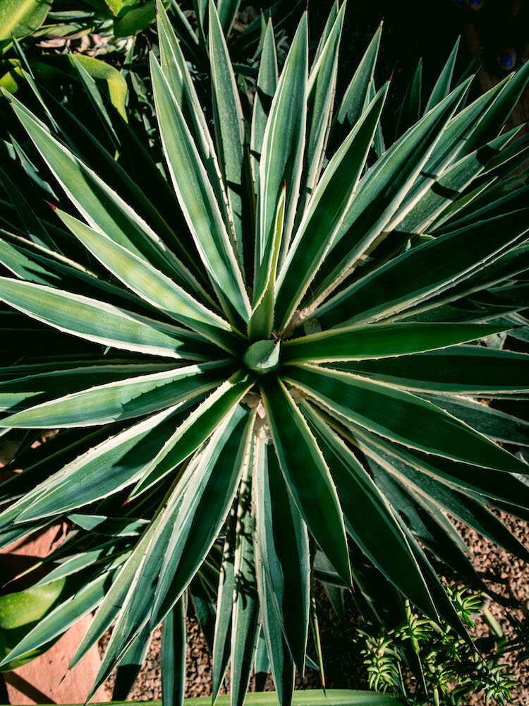 marrakesh-jardin-majorelle-2017-©LilyHeaton-Jardin-Majorelle-3.jpg