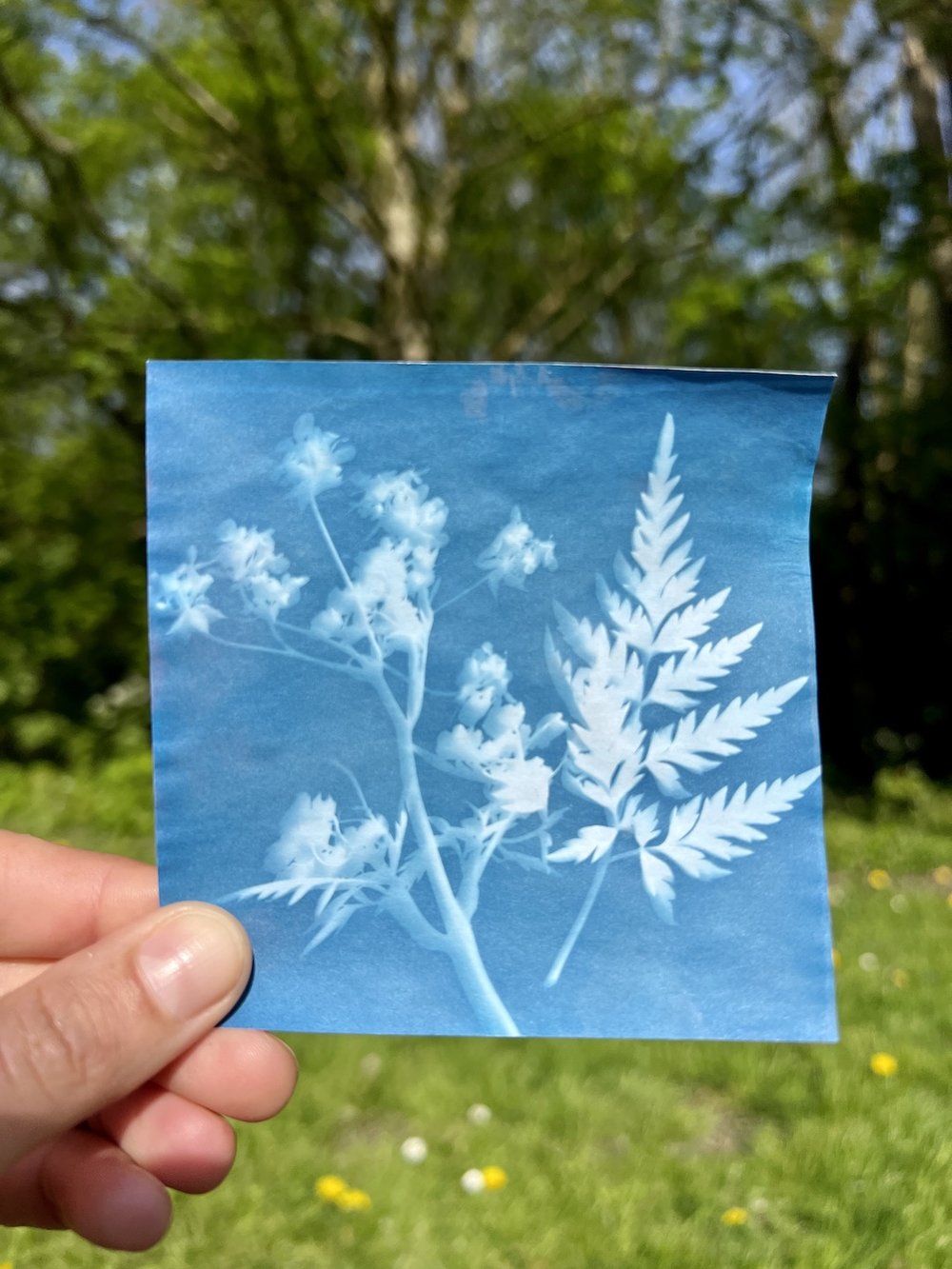 Print Making with Cyanotype