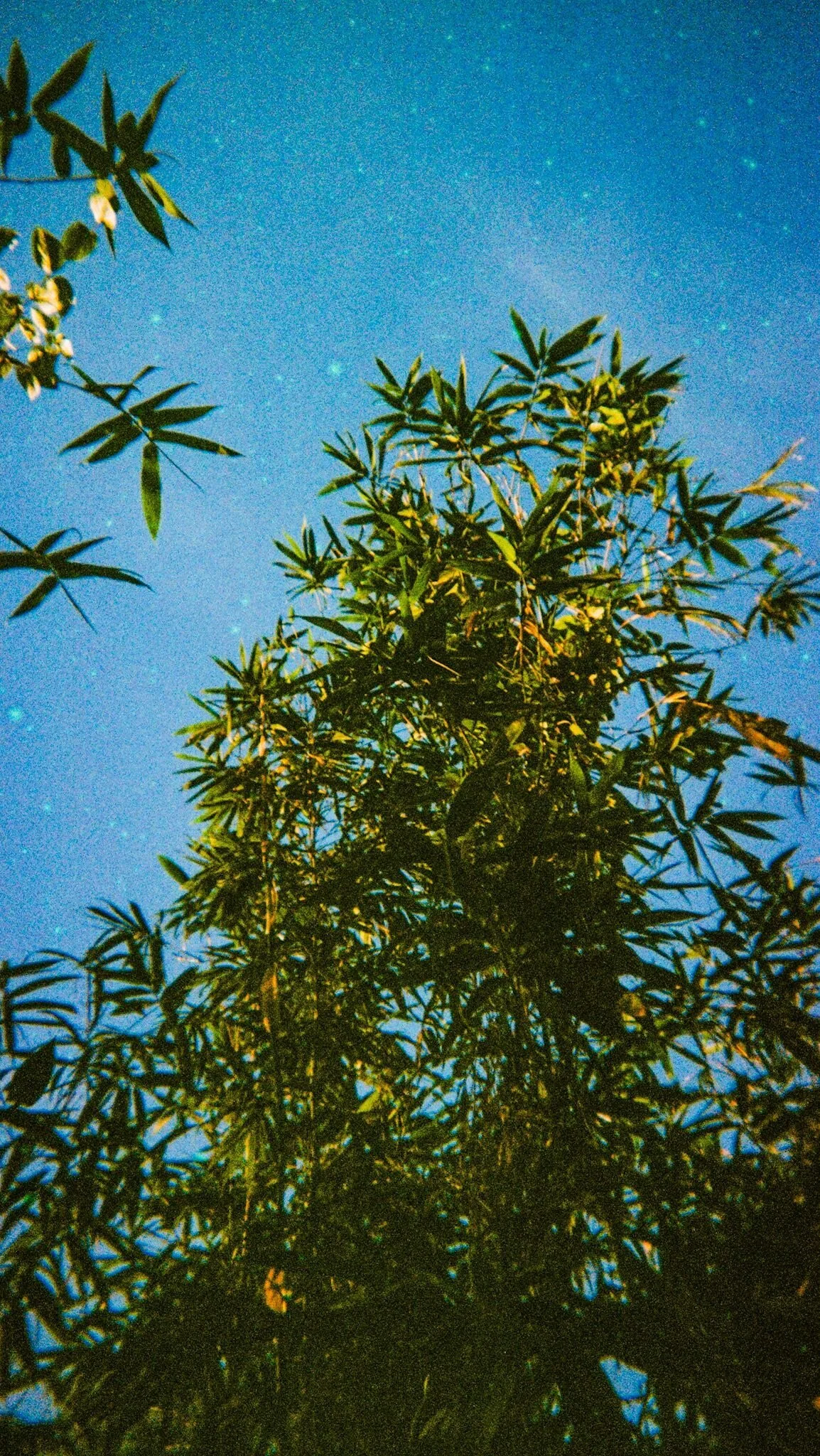 series-feature-honey-talks-season-1-lily-wanderlust