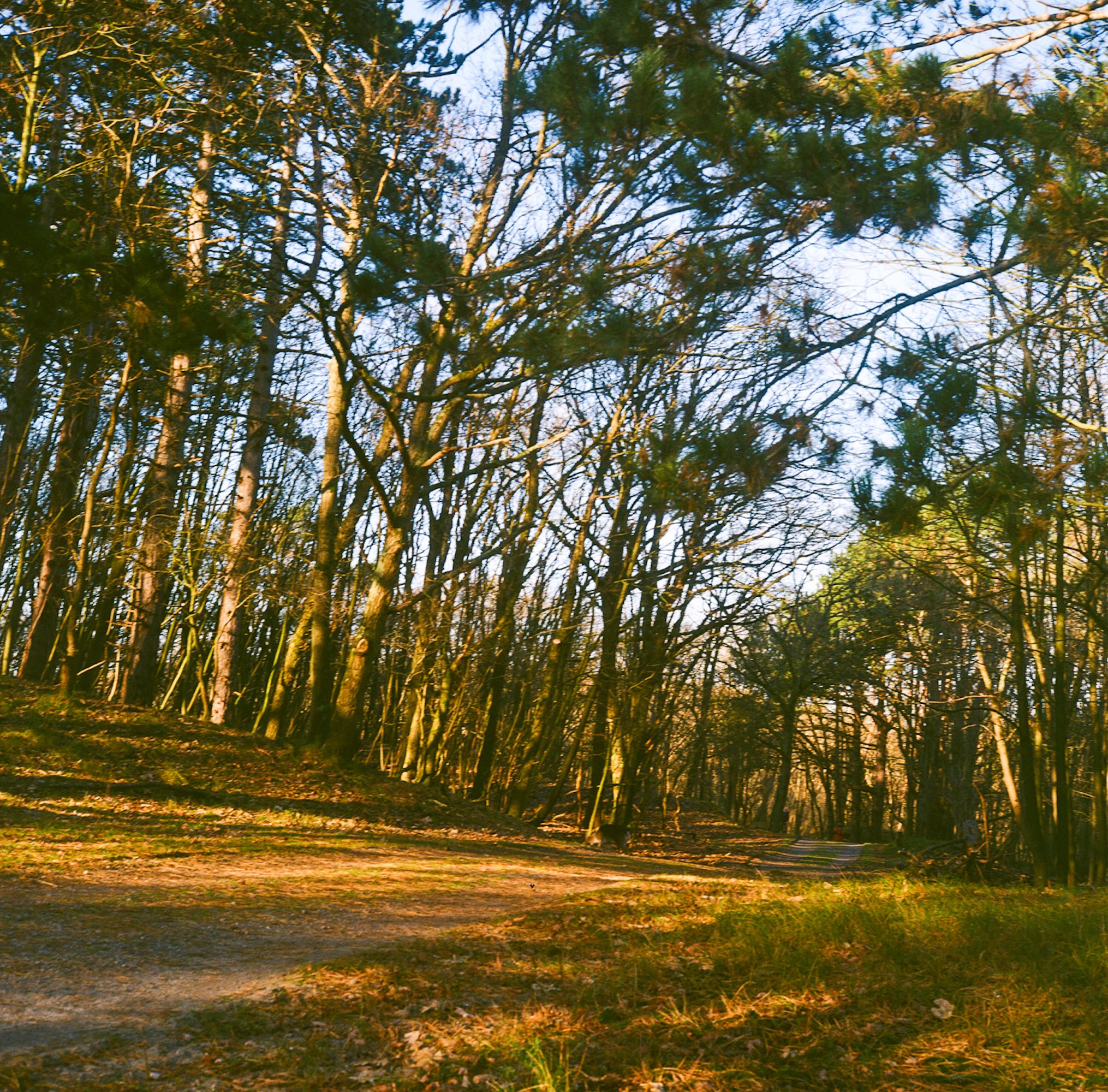 Lilywanderlust-Rolleiflex-Dutch-Dunes-2023-©LilyHeaton-06.jpg