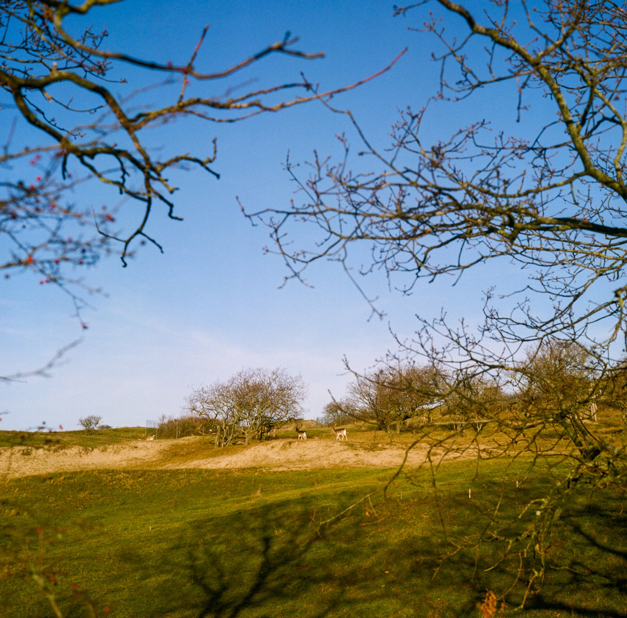 Lilywanderlust-Rolleiflex-Dutch-Dunes-2023-©LilyHeaton-01.jpg