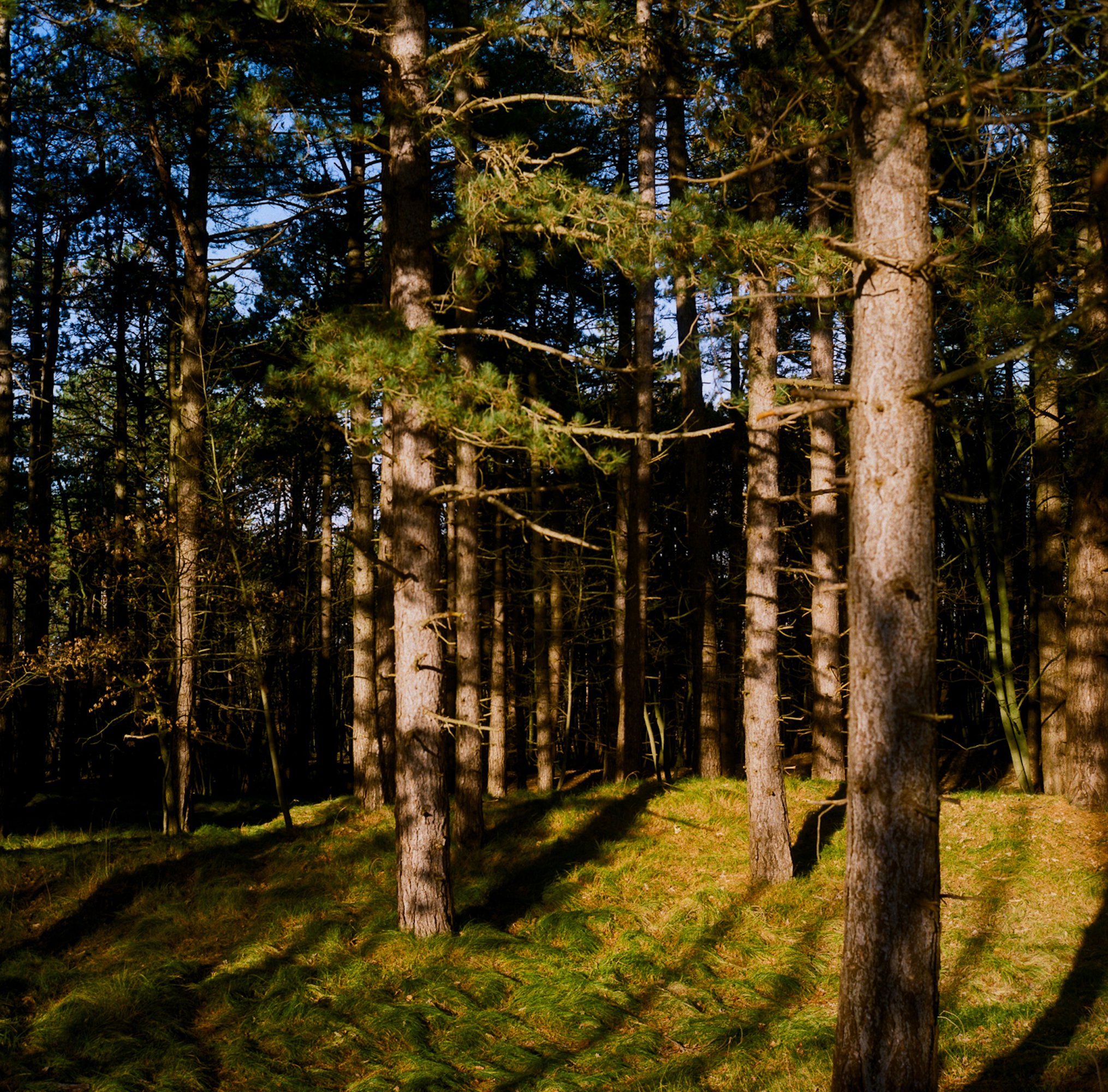 Lilywanderlust-Rolleiflex-Dutch-Dunes-2023-©LilyHeaton-07.jpg