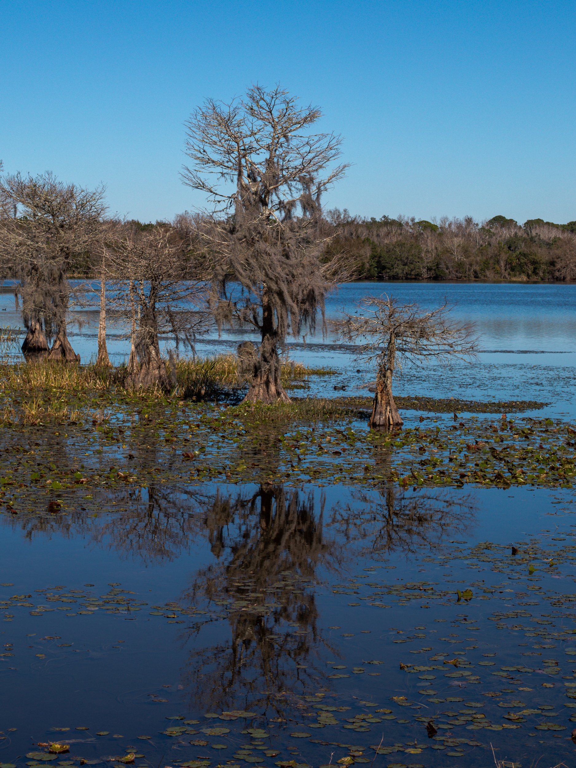 LilyWanderlust-Florida-Orlando-Wetlands-2023-©LilyHeaton-8.jpg