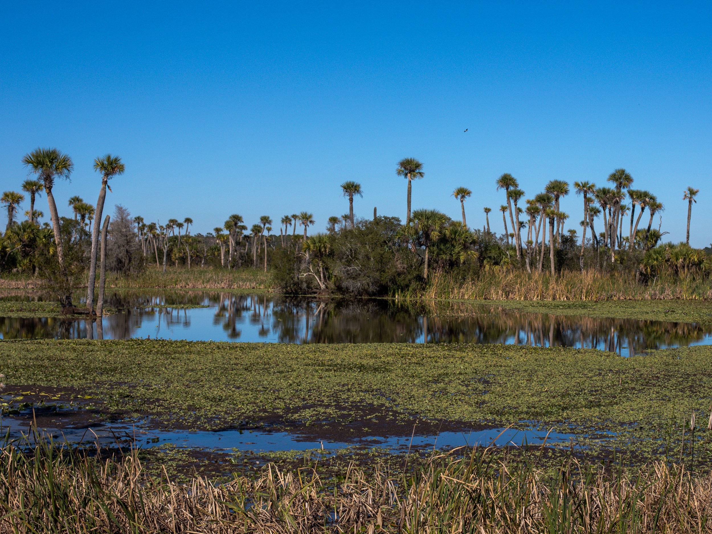 LilyWanderlust-Florida-Orlando-Wetlands-2023-©LilyHeaton-3.jpg