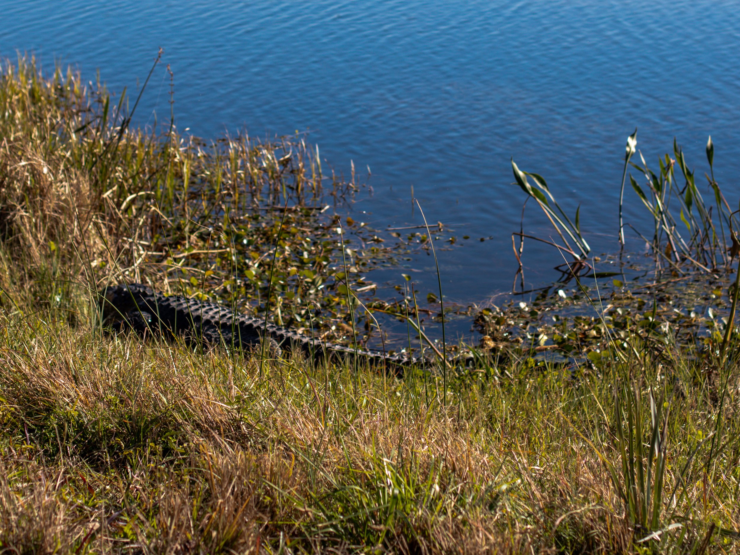 LilyWanderlust-Florida-Orlando-Wetlands-2023-©LilyHeaton-13.jpg