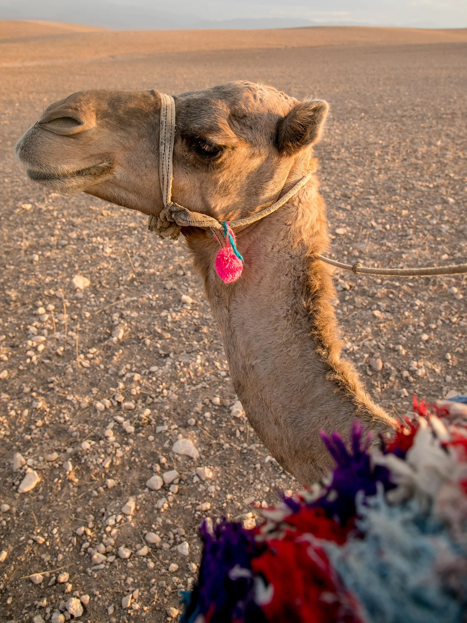 Lilywanderlust-Morocco-Camel-Ride-2017-©LilyHeaton-114.jpeg