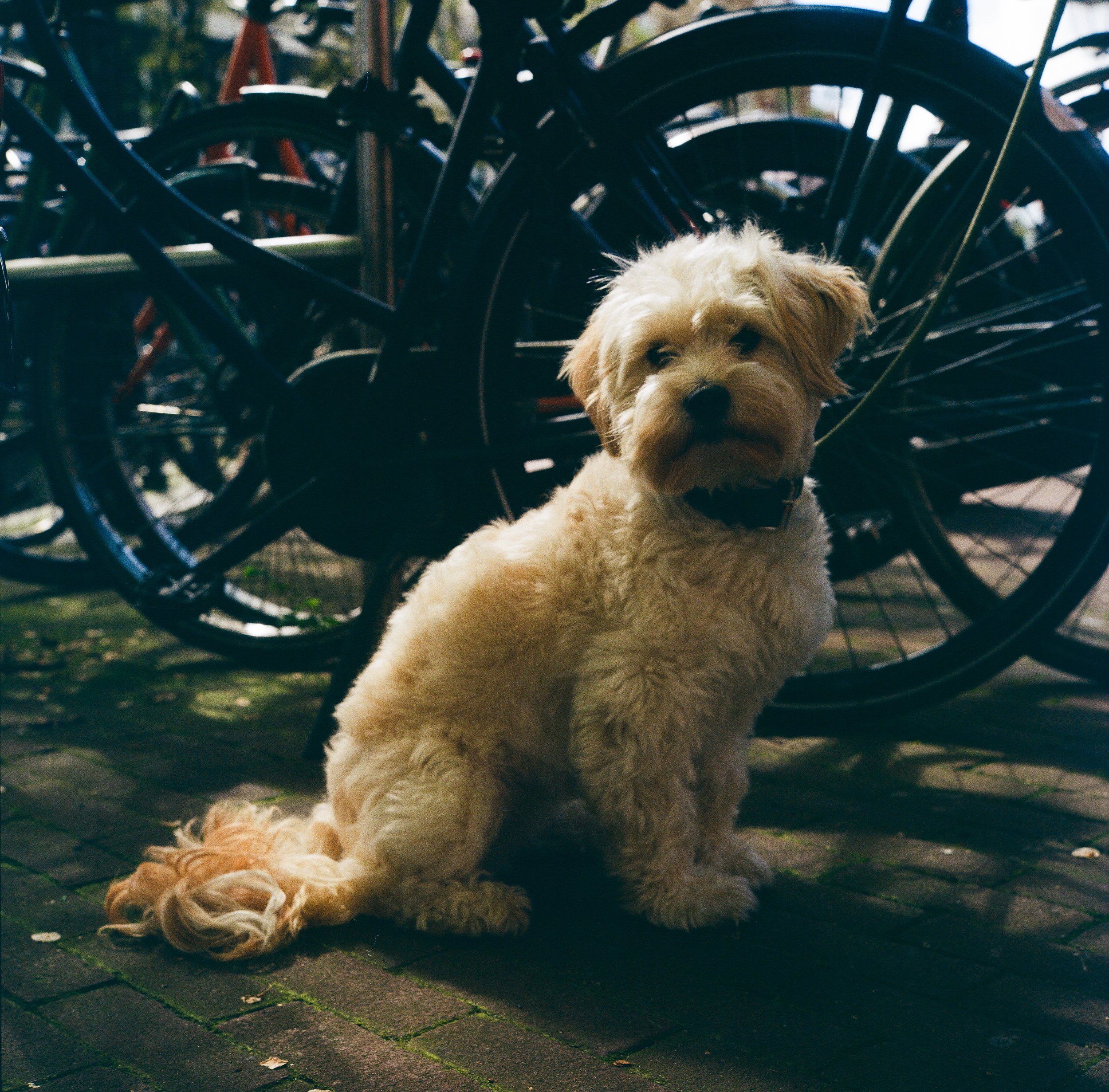 Lilywanderlust-Amsterdam-Spring-April-Rolleiflex-1©LilyHeaton2023-04.jpg