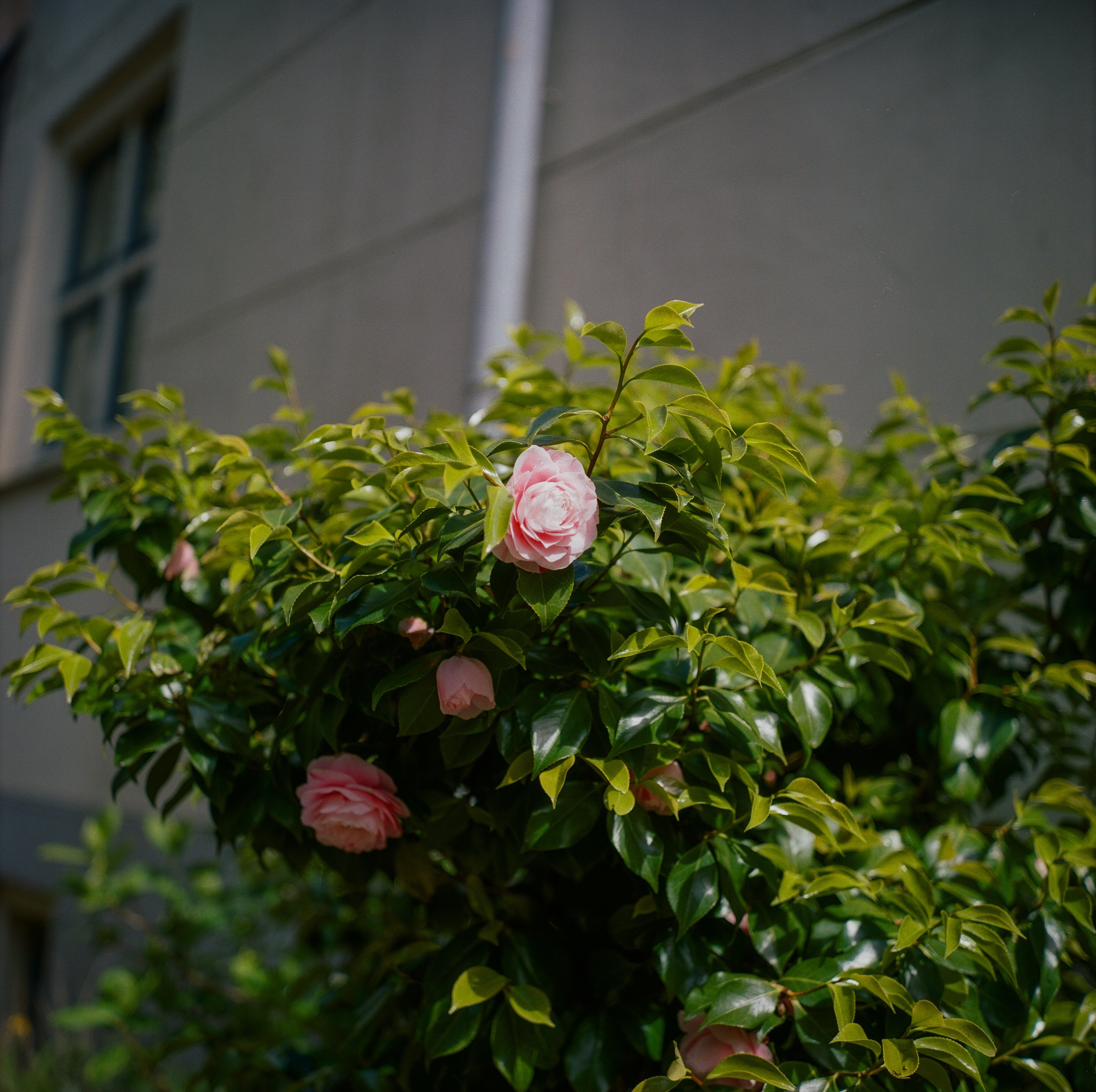Lilywanderlust-Amsterdam-Spring-April-Rolleiflex-2©LilyHeaton2023-01.jpg