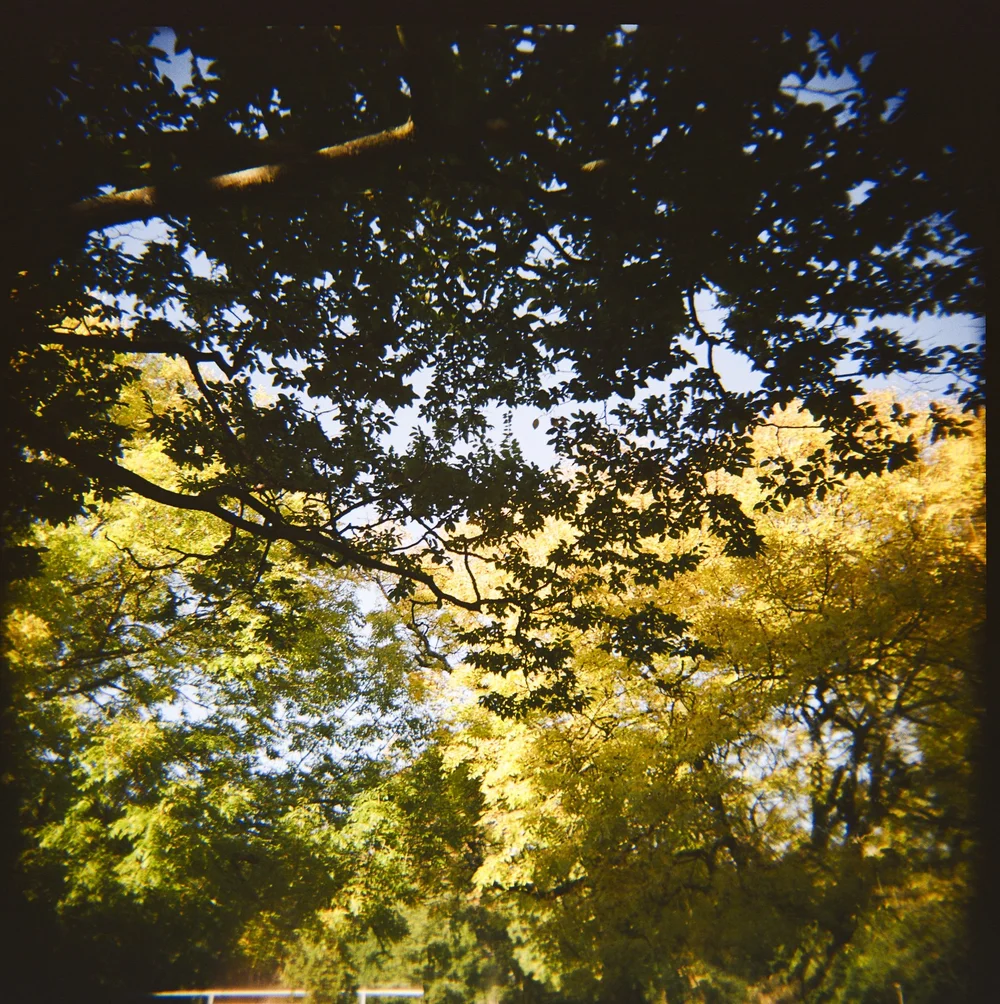 Holga-Week-Vondelpark©LilyHeaton2024-2.jpeg