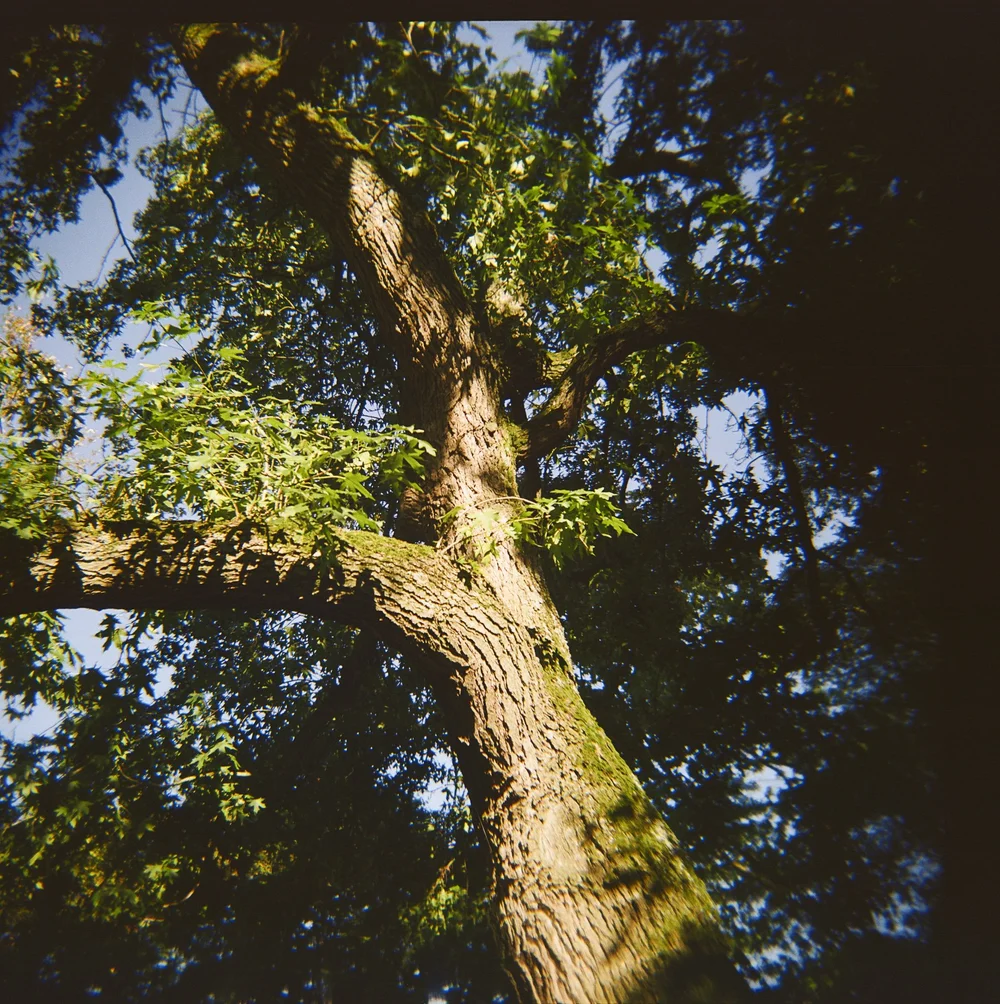 Holga-Week-Vondelpark©LilyHeaton2024-3.jpeg