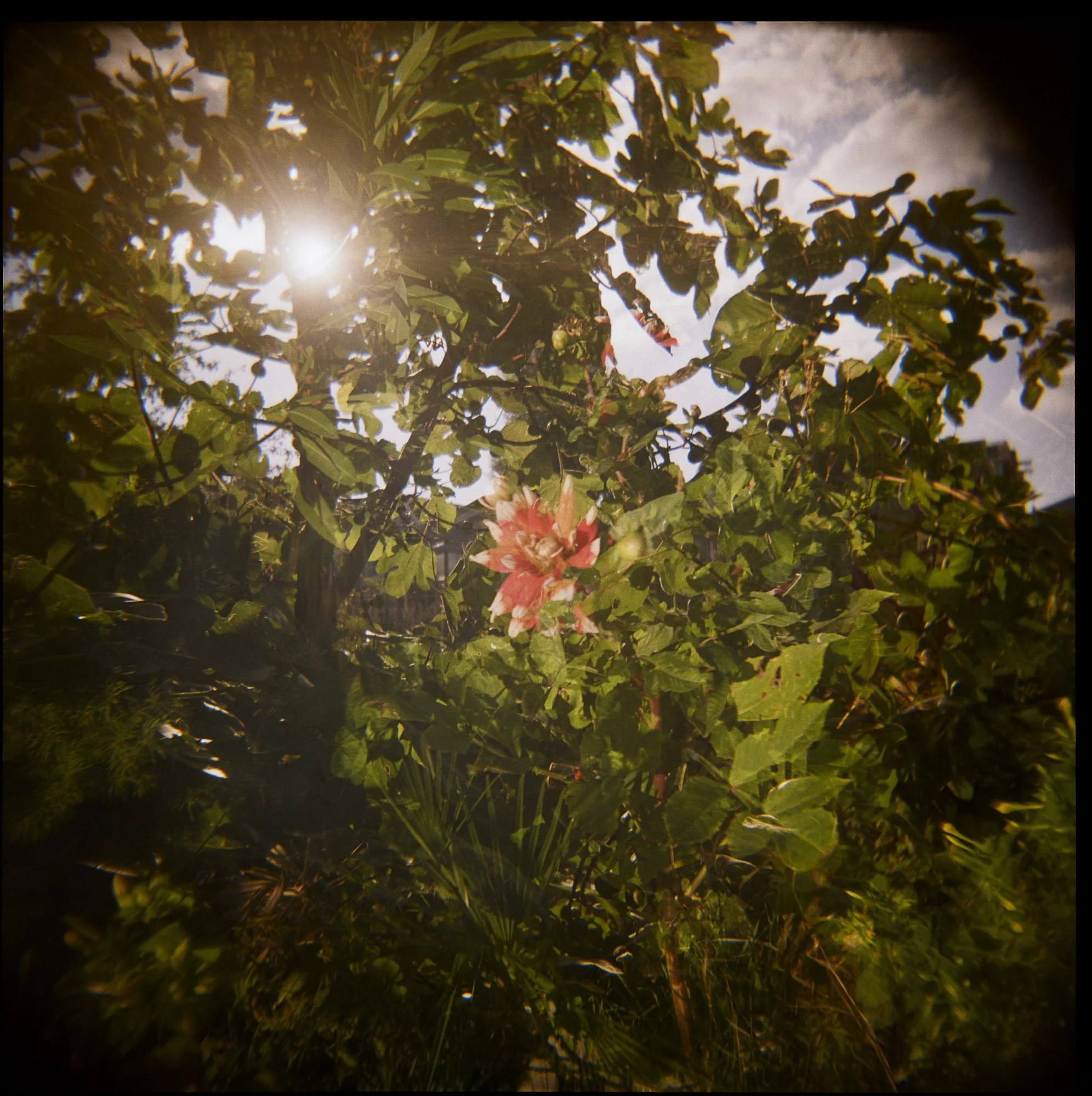 Holga-Week-Amsterdam©LilyHeaton2024-08.jpeg