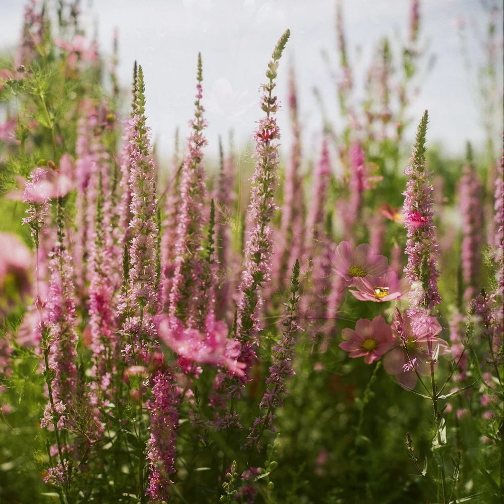 Pink-Flowers-Summer©LilyHeaton2024 copy.jpeg