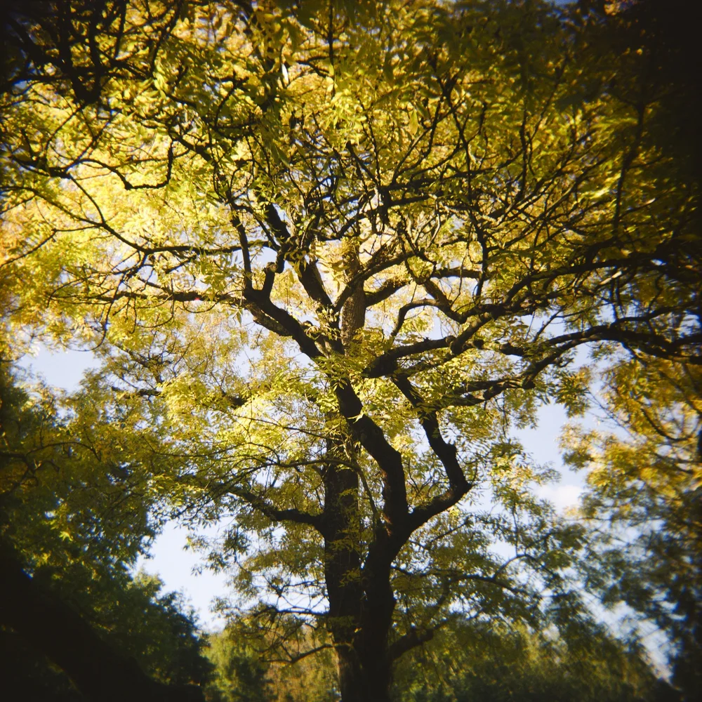 Amsterdam-Golden-Autumn©LilyHeaton2024.jpeg