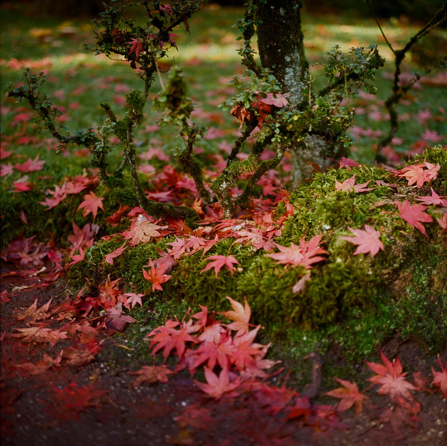 Japanese-Garden-KodakGold200-©LilyHeaton2024-1.jpg