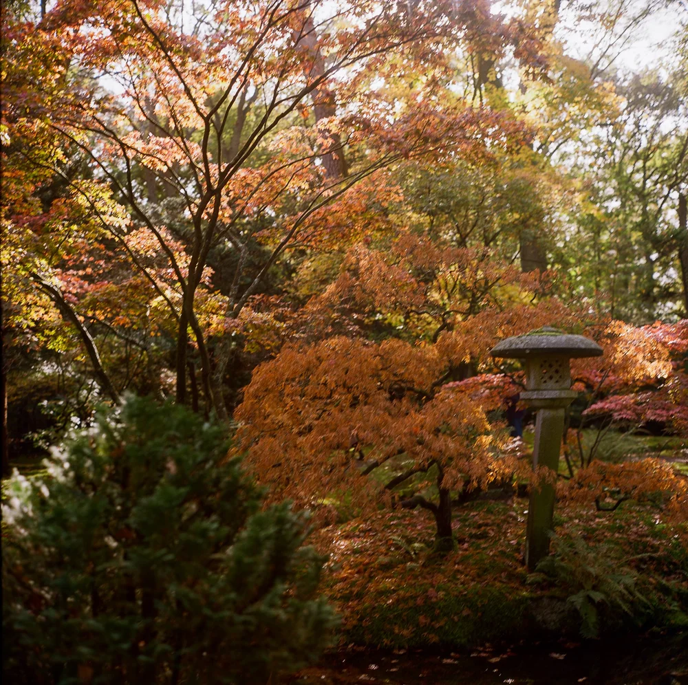 Japanese-Garden-KodakGold200-©LilyHeaton2024-7.jpg