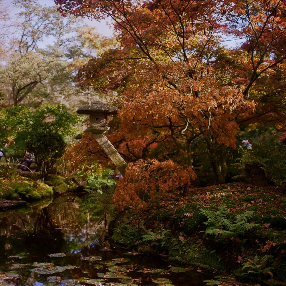 Japanese-Garden-KodakGold200-©LilyHeaton2024-5.jpg
