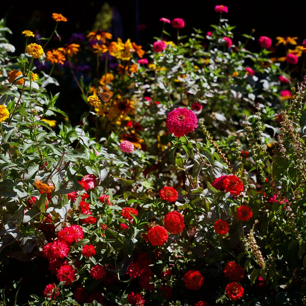 LilyWanderlust-Alhambra-Generalife-Gardens-Kodak-Ektar-©LilyHeaton2024-10.jpg