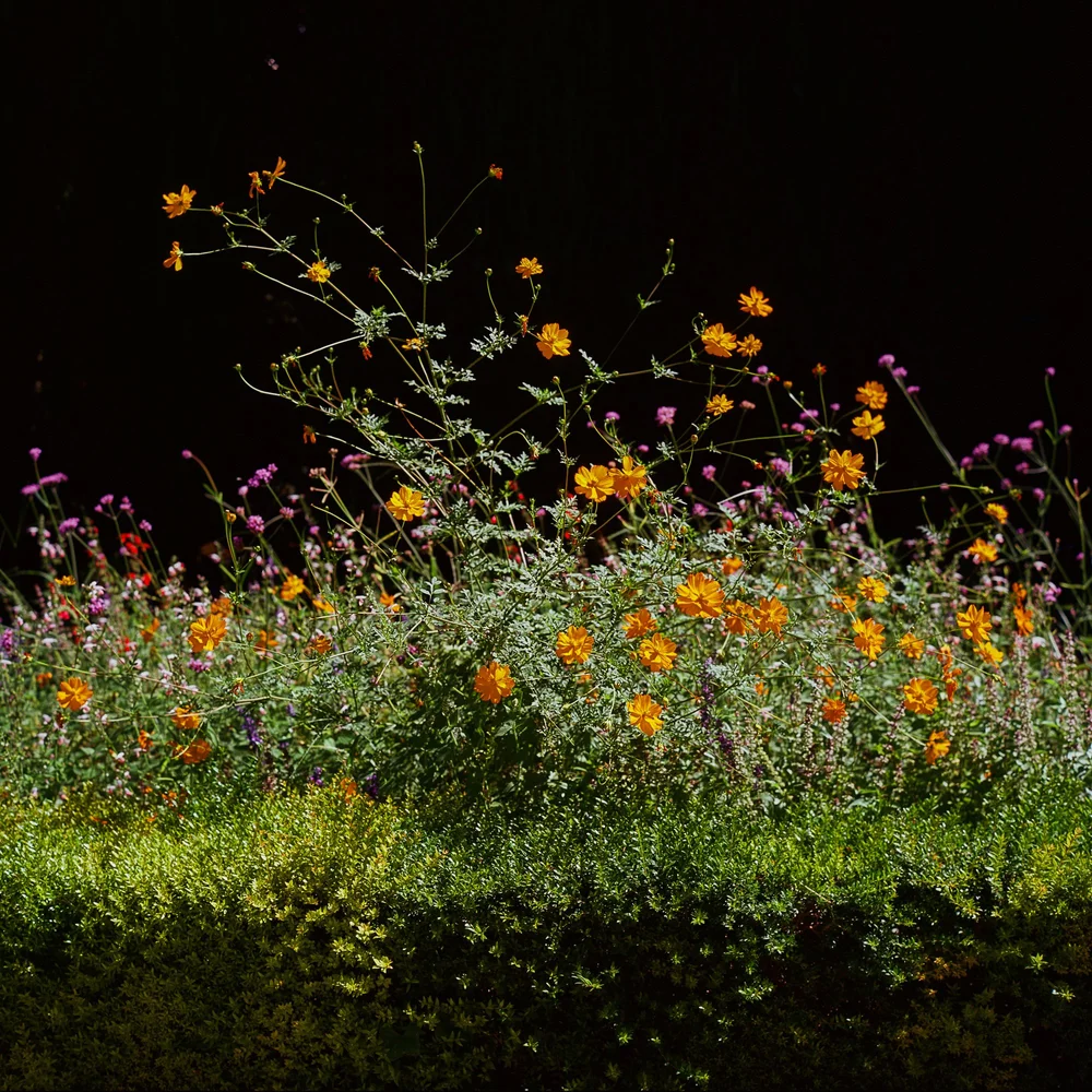 LilyWanderlust-Alhambra-Generalife-Gardens-Kodak-Ektar-©LilyHeaton2024-09.jpg