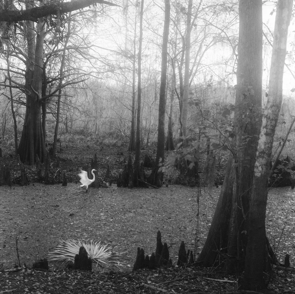 LilyWanderlust-Rolleiflex-Challenge-December-IlfordHP5©LilyHeaton-2024-8.jpg