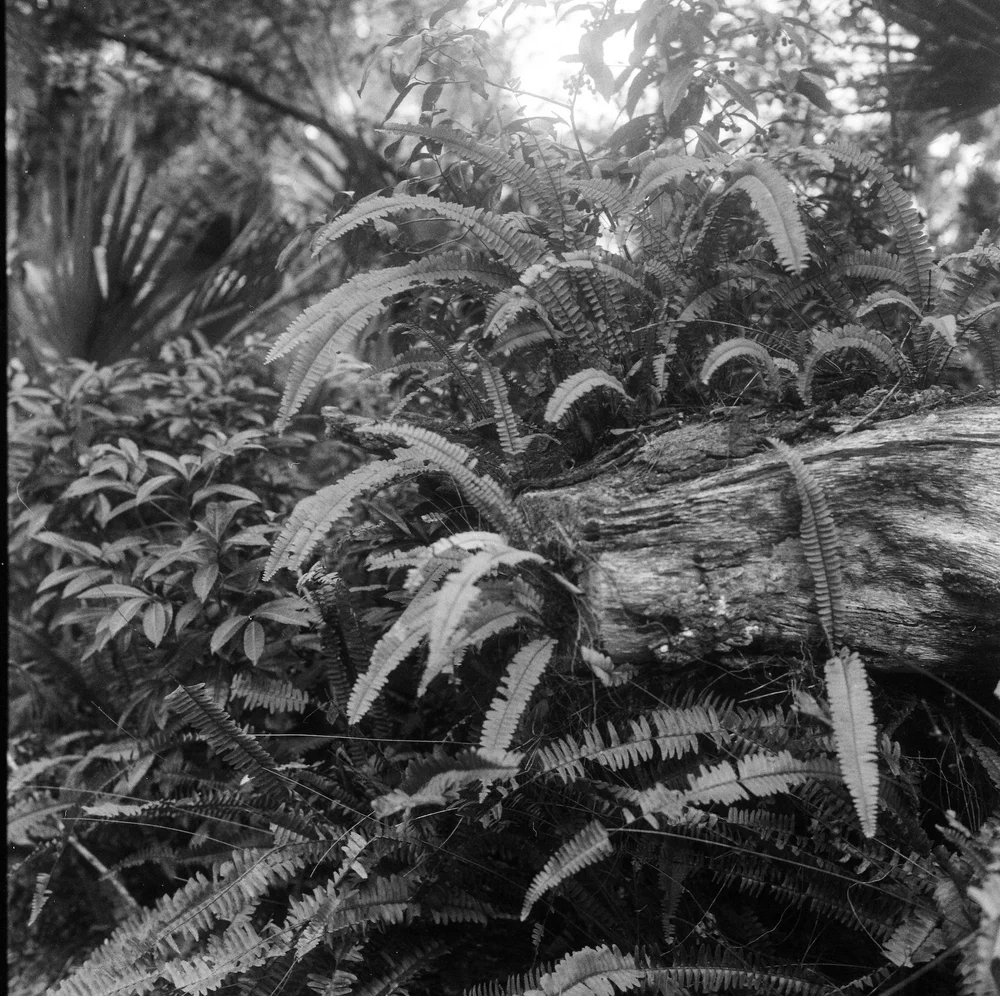 LilyWanderlust-Rolleiflex-Challenge-December-IlfordHP5©LilyHeaton-2024-7.jpg