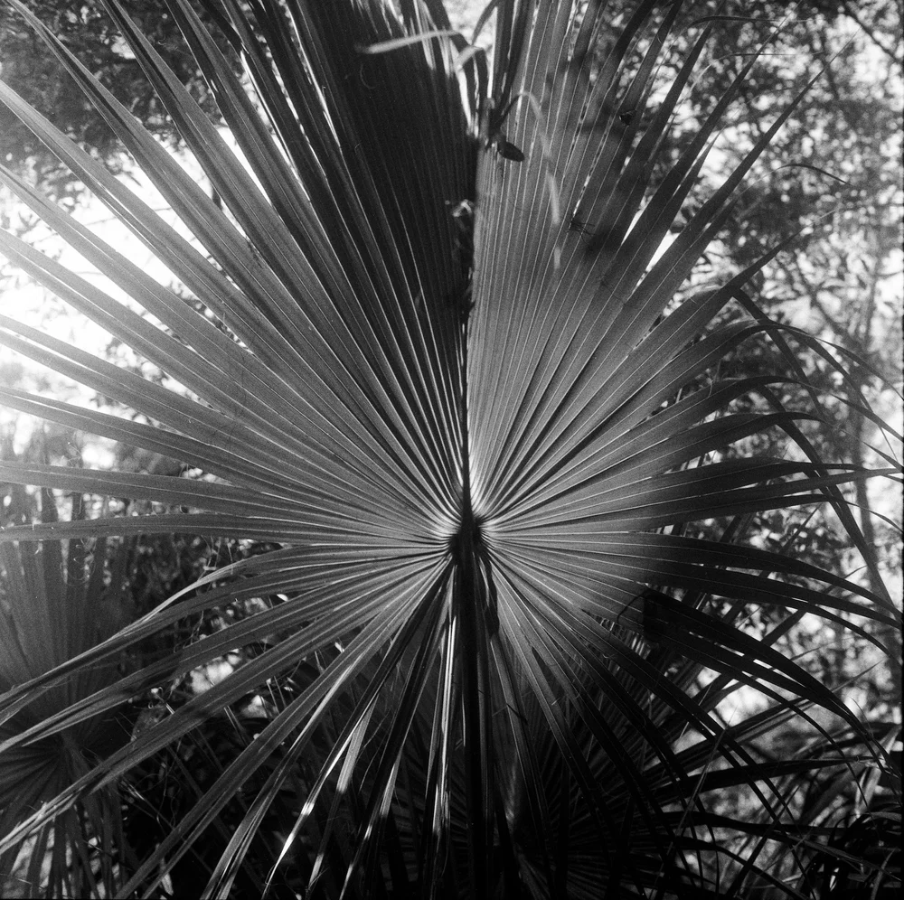 LilyWanderlust-Rolleiflex-Challenge-December-IlfordHP5©LilyHeaton-2024-1.jpg