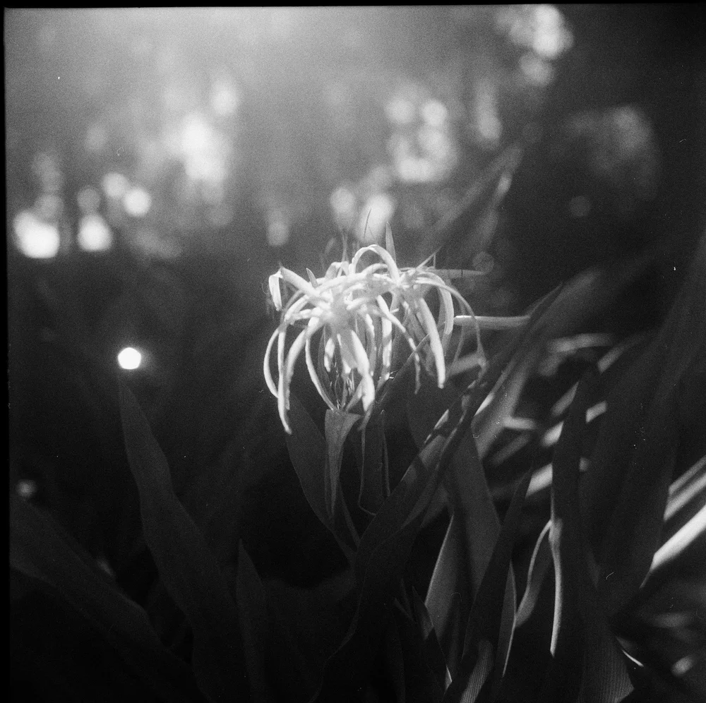 LilyWanderlust-Rolleiflex-Challenge-December-IlfordHP5©LilyHeaton-2024-2.jpg