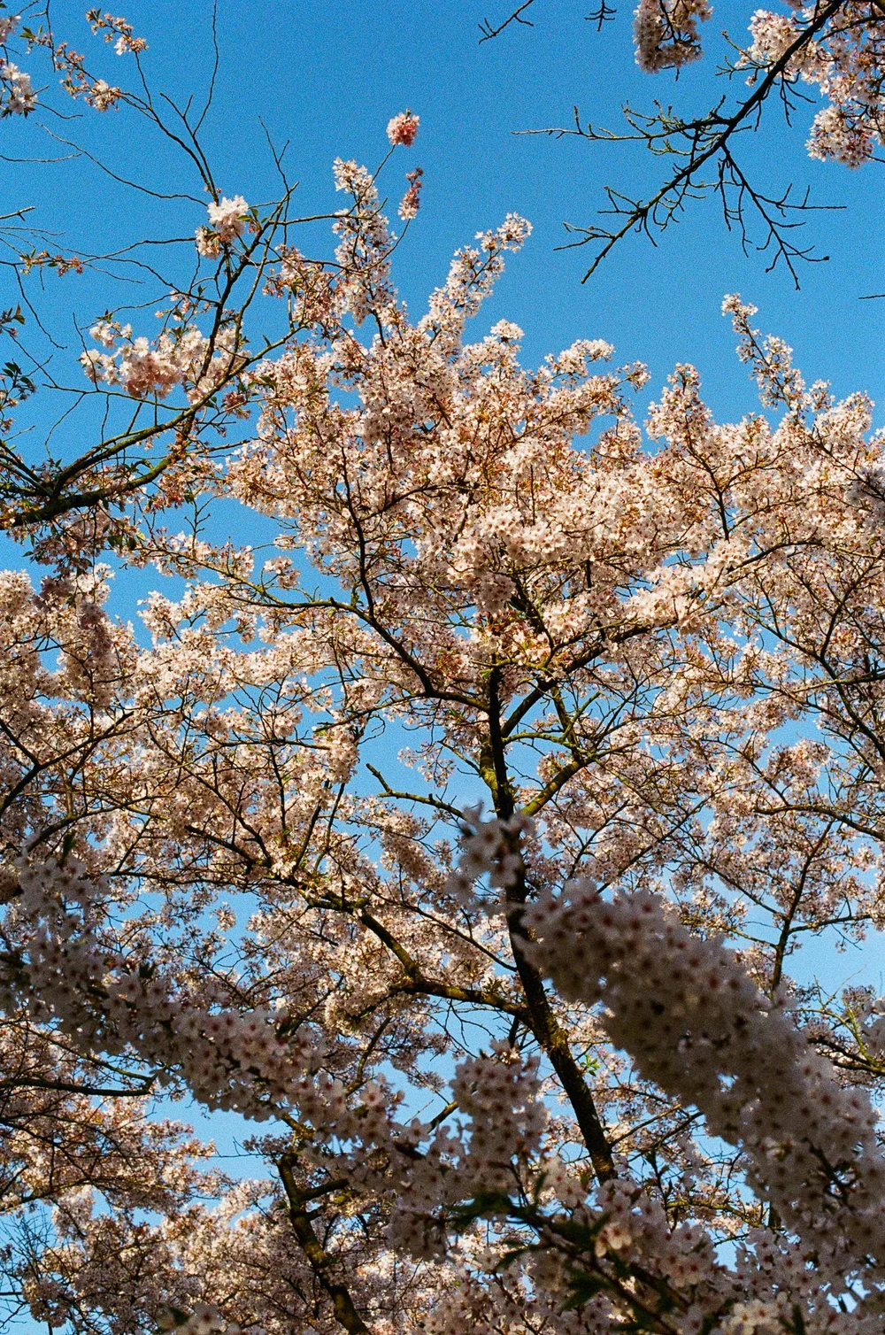 Cherryblossom-Amsterdam-Spring-Nikon-Fuji-2025©LilyHeaton-09.jpg