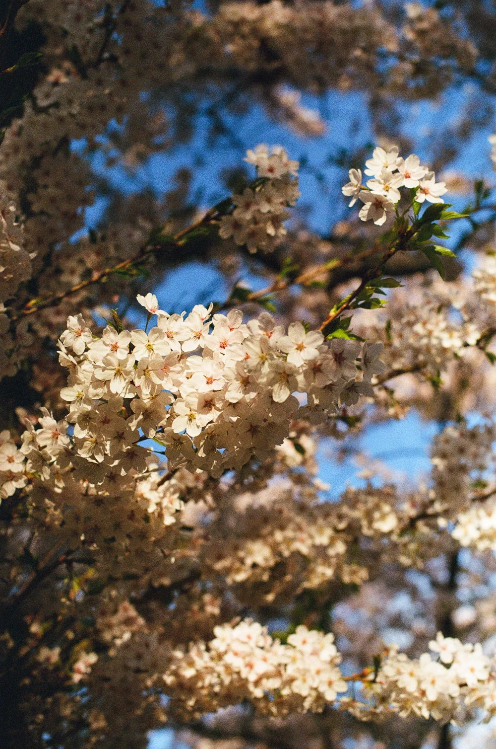 Cherryblossom-Amsterdam-Spring-Nikon-Fuji-2025©LilyHeaton-10.jpg